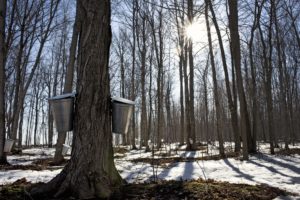 Maple trees with sap buckets