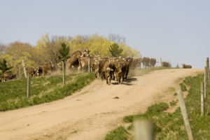 Cows on a dirt road