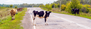 A cow in the road