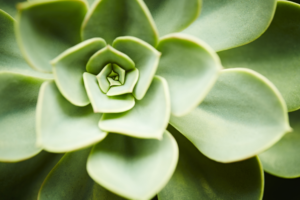 beautiful succulent leaves