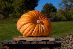 giant pumpkin