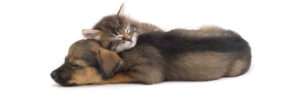 puppy and kitty sleeping