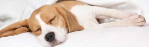 beagle dog resting