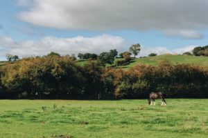 horse in field