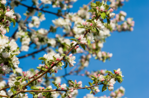 apple blossoms