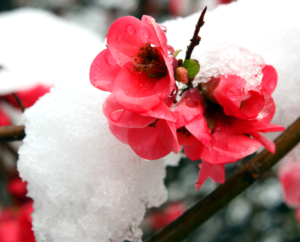 flowers in the snow