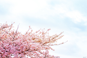 cherry tree in bloom