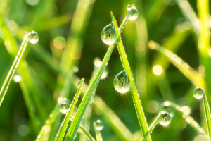 raindrops on grass