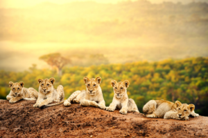 band of lion cubs