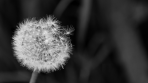 dandelion fluff