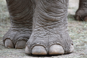 elephant legs