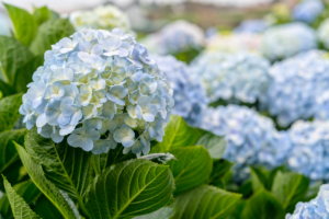 hydrangeas