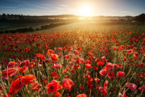 field of poppies