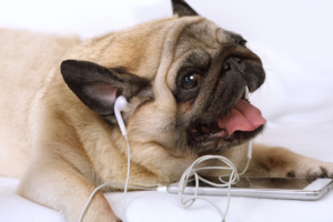 dog listening with headphones