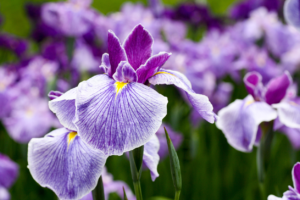 iris flowers