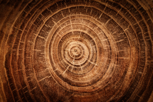 tree rings