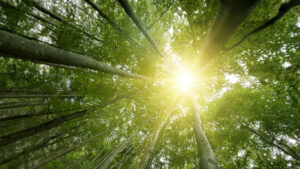 Green forest with sun through leaves and branches.Nature environment,ecology and sustainability concept.Forest reduce carbon emissions