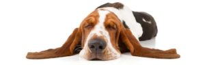 sleepy basset hound