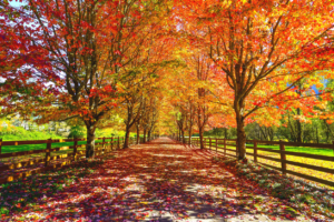 maple trees in the fall