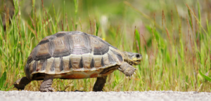tortoise