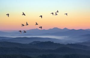 birds flying