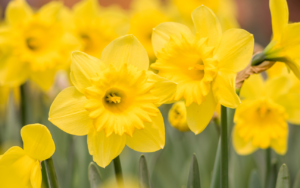 daffodils