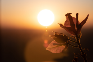 flower at sunset