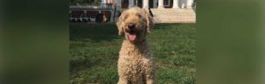 Lucy Wright out for a sunny spring walk at The University of Virginia. Photo by Dr. Scott Wright.