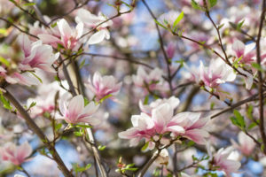 magnolia flowers