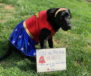 dog dressed as super hero