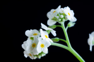 White forget-me-not on black background