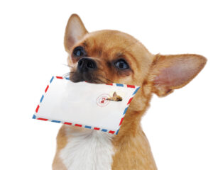 Red chihuahua dog with post envelope isolated on white background. Closeup.