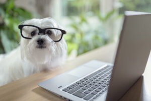 Dog with glasses using laptop computer