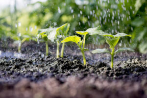 Cucumber sprouts in the field and farmer is watering it; seedlings in the farmer's garden , agriculture, plant and life concept (soft focus, narrow depth of field)