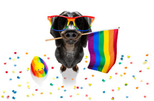 crazy funny gay homosexual dachshund sausage dog proud of human rights ,sitting and waiting, with rainbow flag tie and sunglasses , isolated on white background