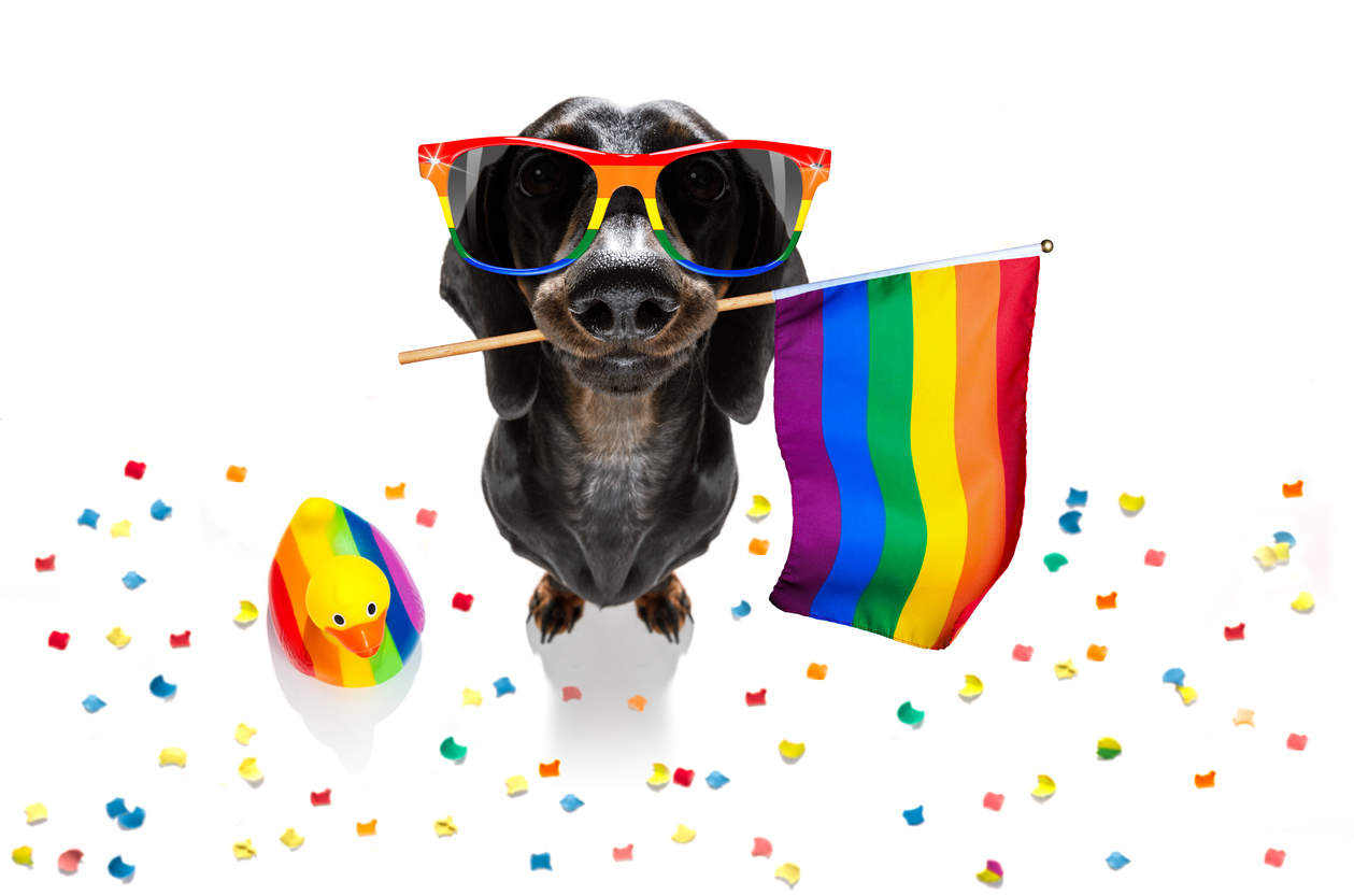 gay pride dog - CLOSLER - CLOSLER