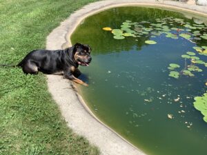 dog by pond