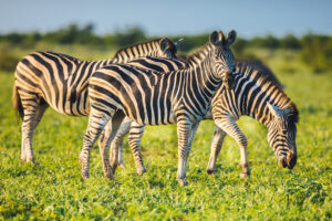 hree Common Zebras (Equus quagga) grazing in bushveld savanna of Kruger national park South Africa in bright colors