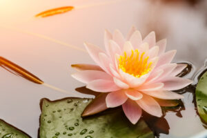 Beautiful waterlily or lotus flower blooming in the pond