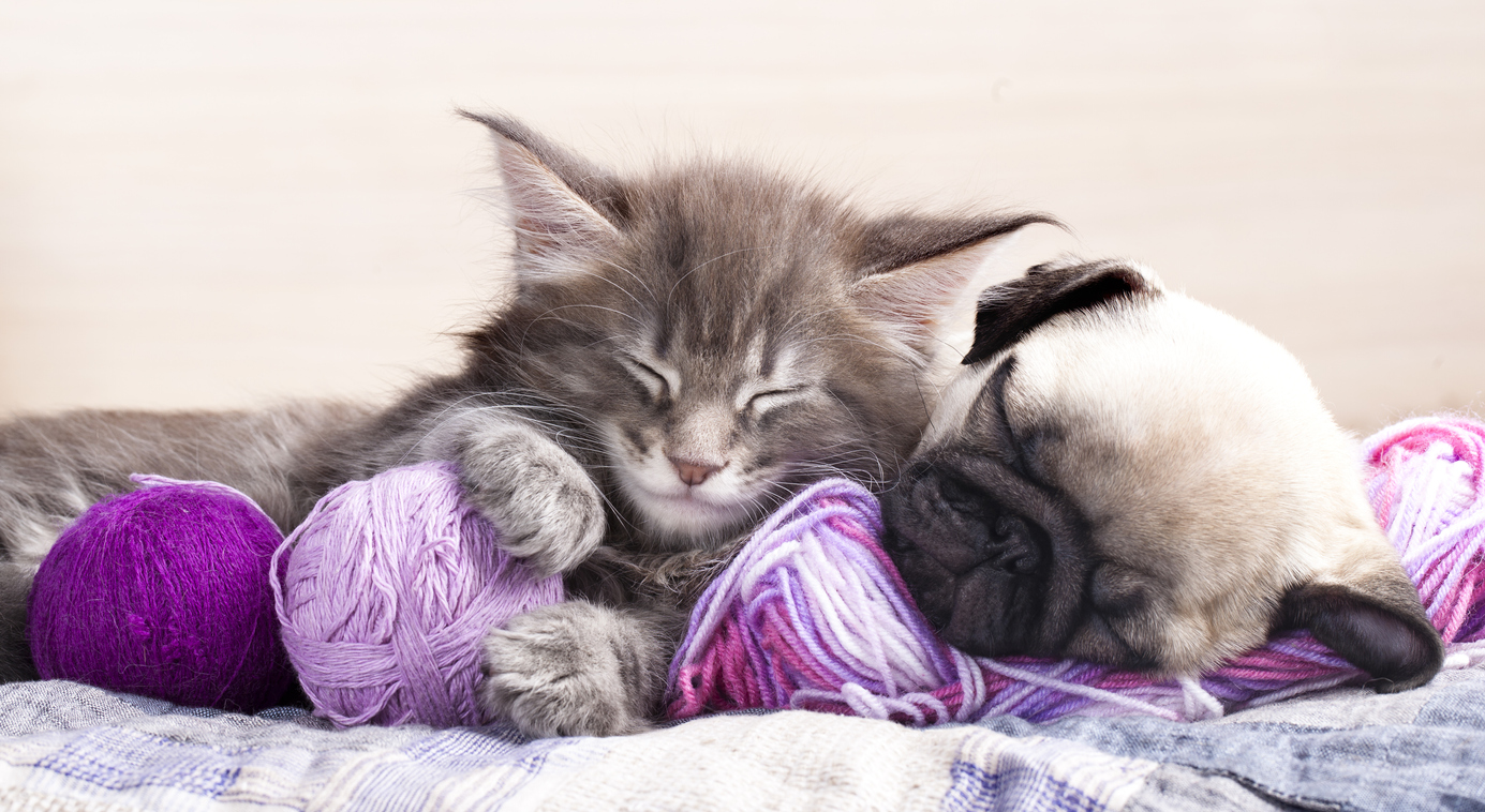 cute kittens and puppies sleeping together