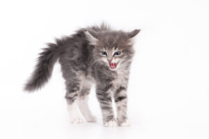 Hissing kitten with arched back, isolated on a light background