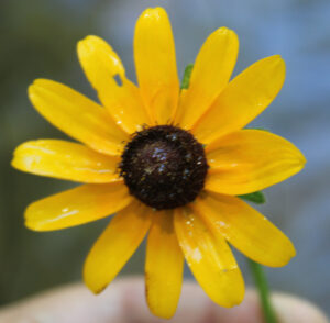 A perfectly imperfect brown-eyed Susan.