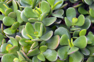 "Crassula ovata," the jade plant, is a succulent that traditionally represents prosperity.