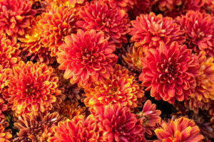 Orange chrysanthemum flowers.