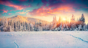 Colorful winter panorama in the Carpathian mountains. Fir trees covered fresh snow at frosty morning glowing first sunlight.