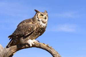 Great Horned Owl with blue sky background.