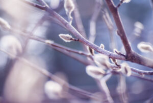 Willow close up on purple blue blurred background.