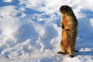 Marmot standing on snow in sunny day