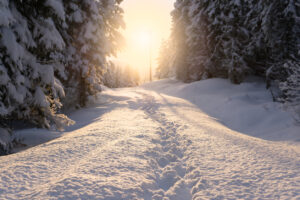 snow covered trail in the woods