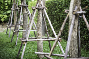 Garden trees plant in ground supported by a wooden stick.
